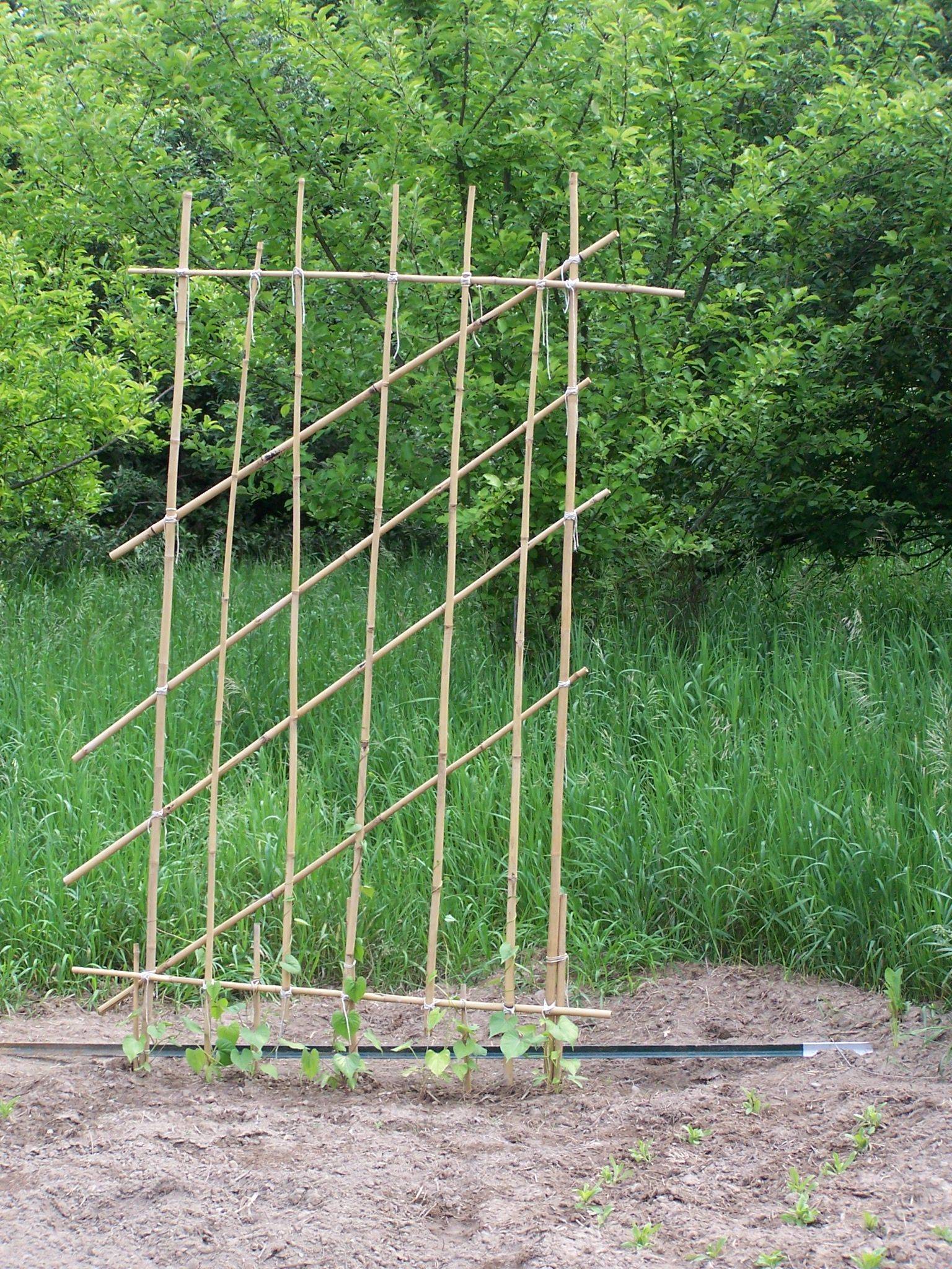 Auctiva Image Hosting Bamboo Garden