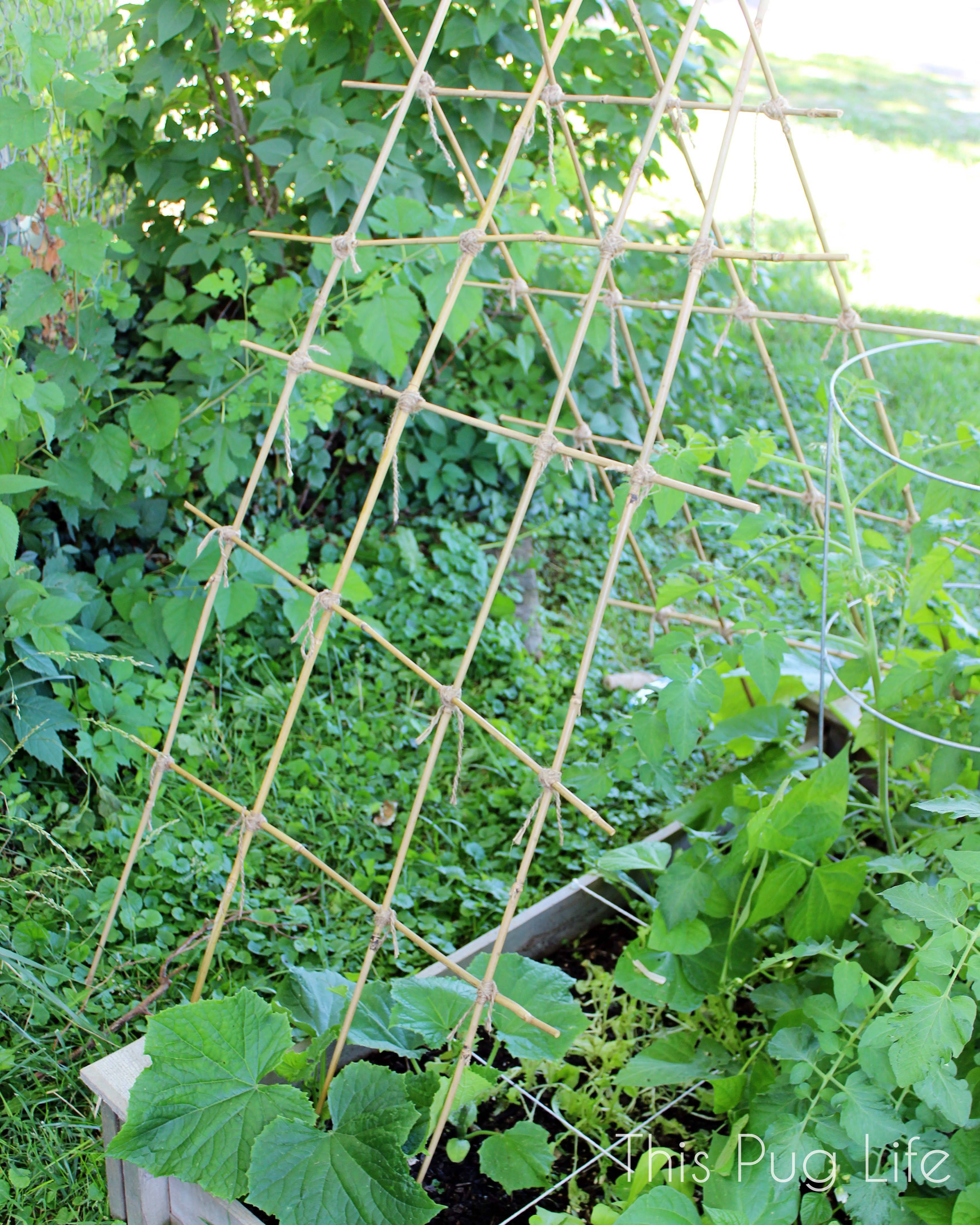 Bamboo Trellis Ideas Ideas Restore Homes