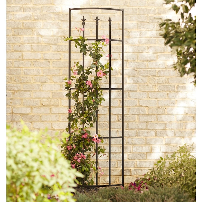 Wall Trellis Backyard