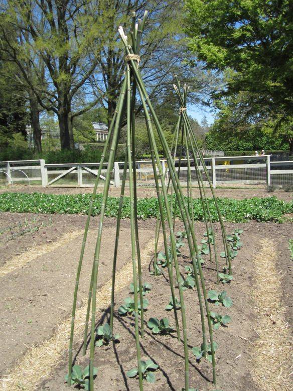 Easy Diy Cucumber Trellis Ideas