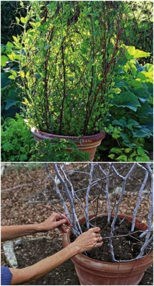 Twisted Twig Garden Series