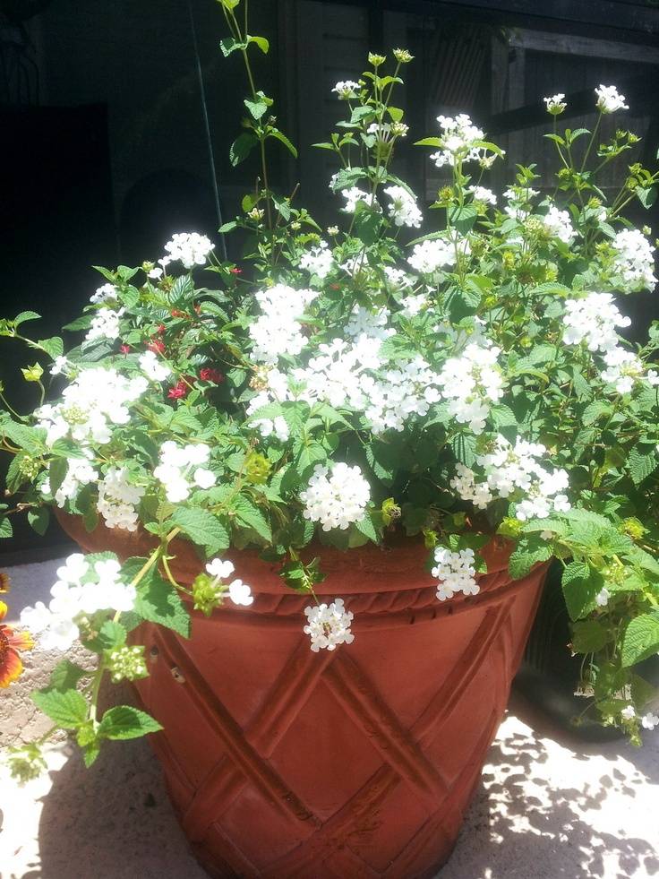 Creative And Trendy Container Garden Ideas Youll Love To Follow