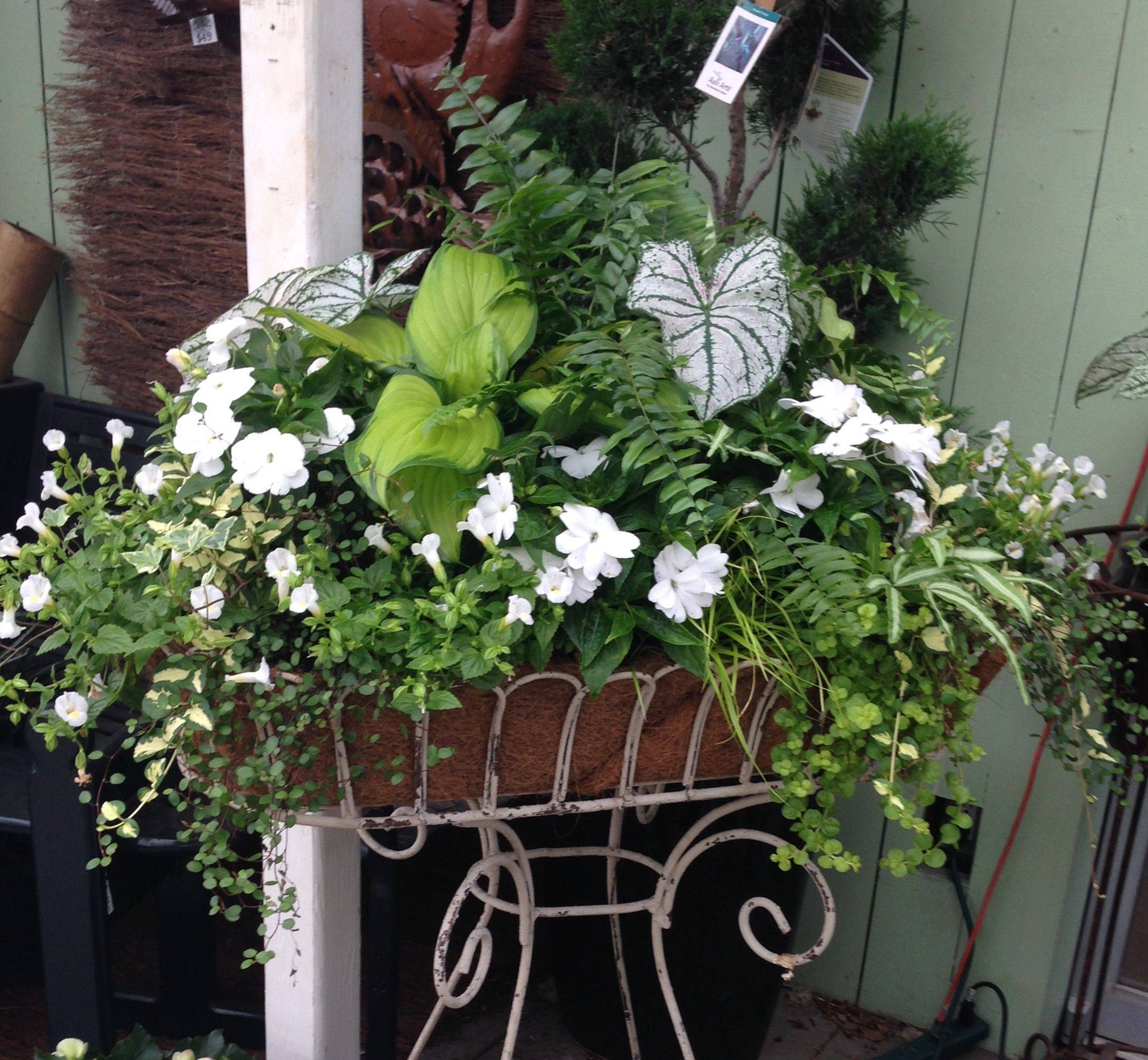 Dirt Simple Container Plants