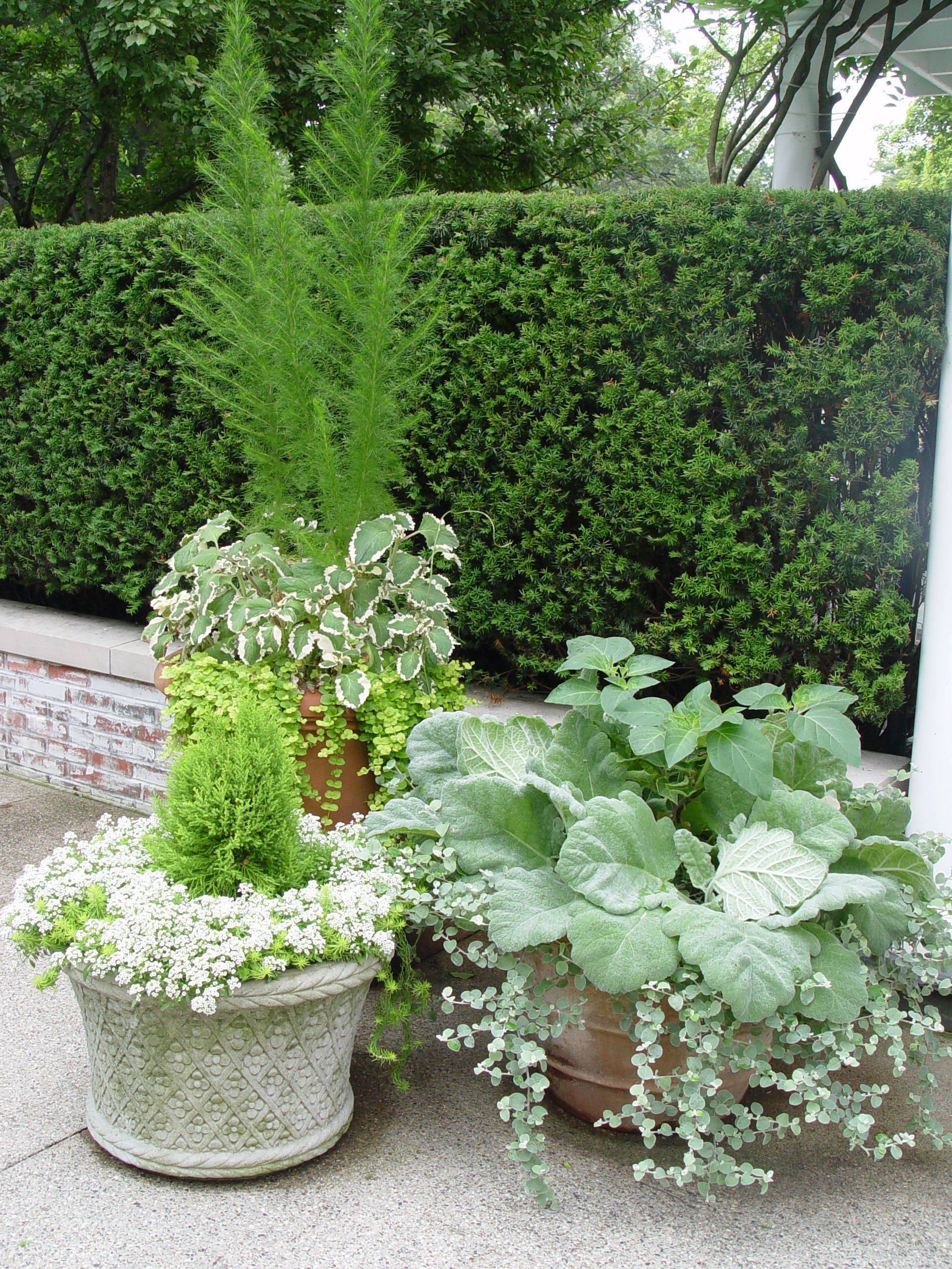 White Garden Ideas