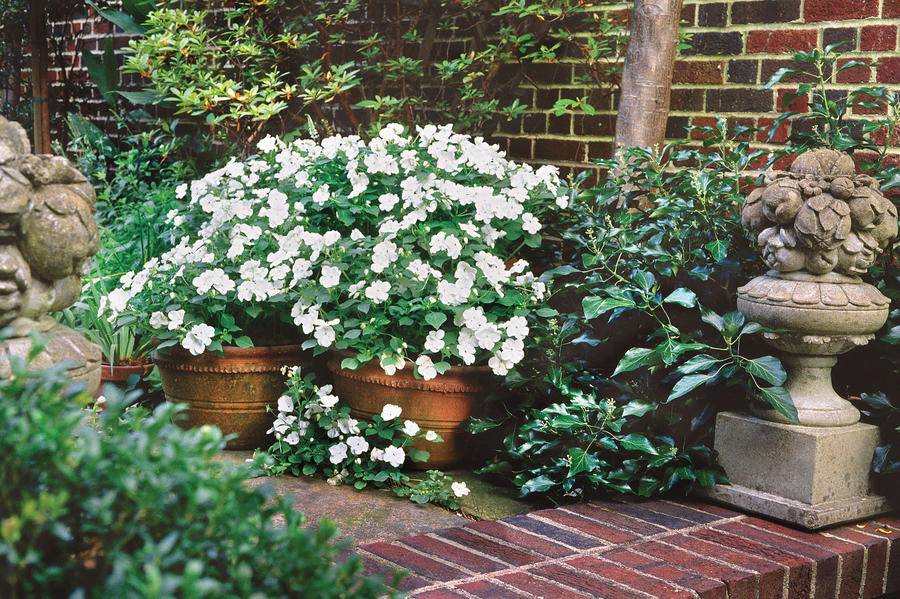 White Star Flowers