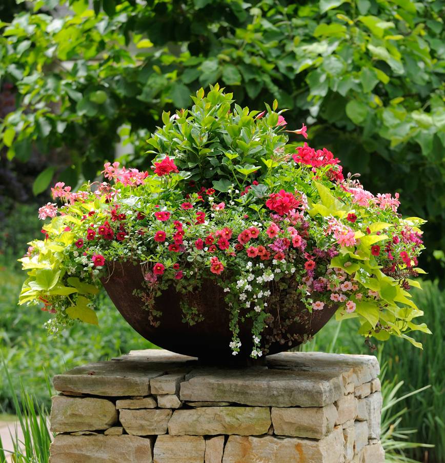 Colorful Container Gardens Hgtv