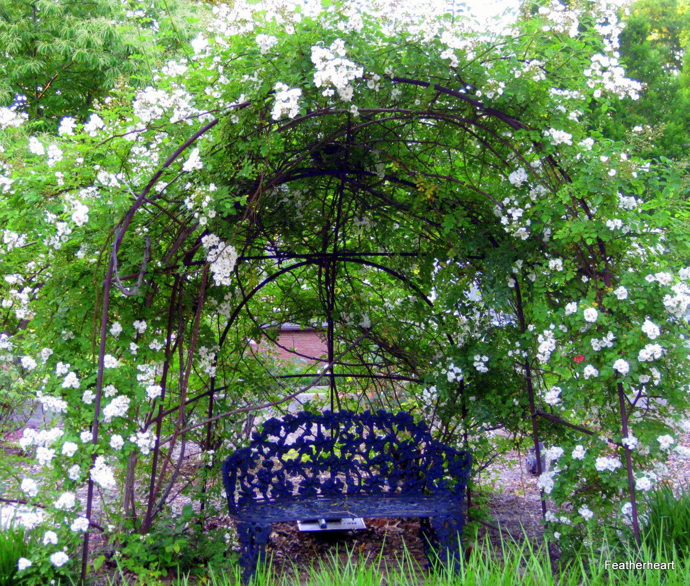 The Garden Photograph