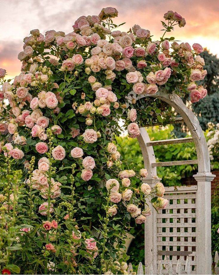 Garden Gardening Order Fresh Flowers