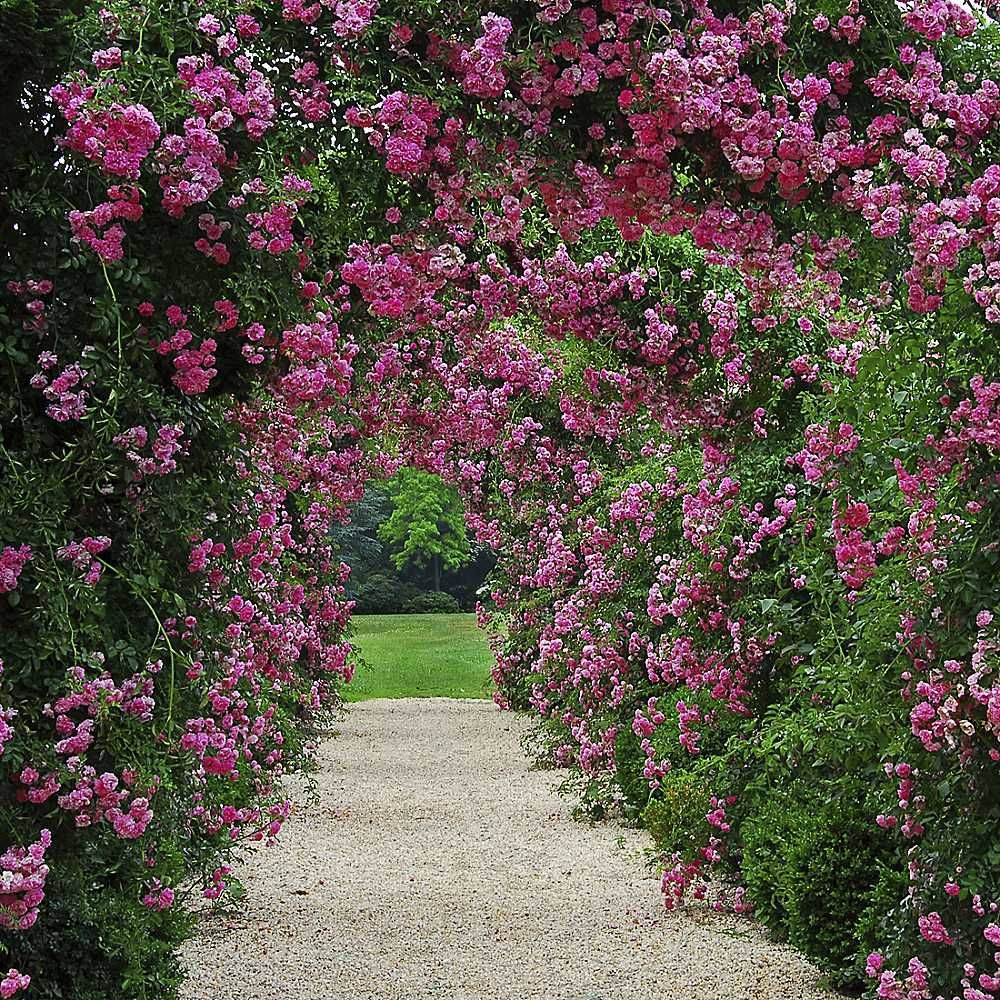 Rose Arch Garden Ideas Sotzen