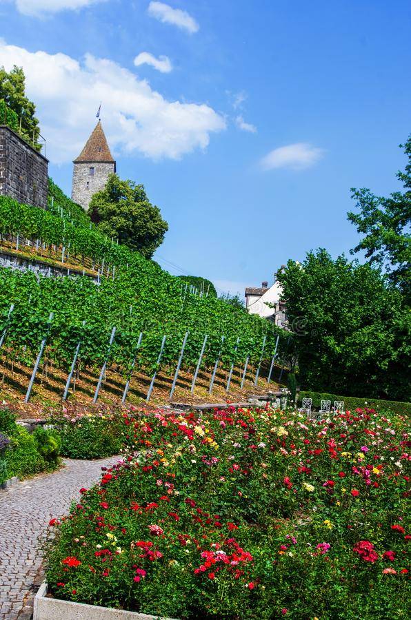 Garden Rose Arch Pergola Climbing Archway Trellis Roses Plants Metal