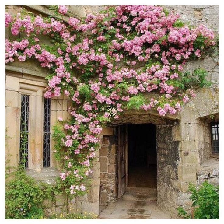 A Gothic Garden Collection Gothic Garden