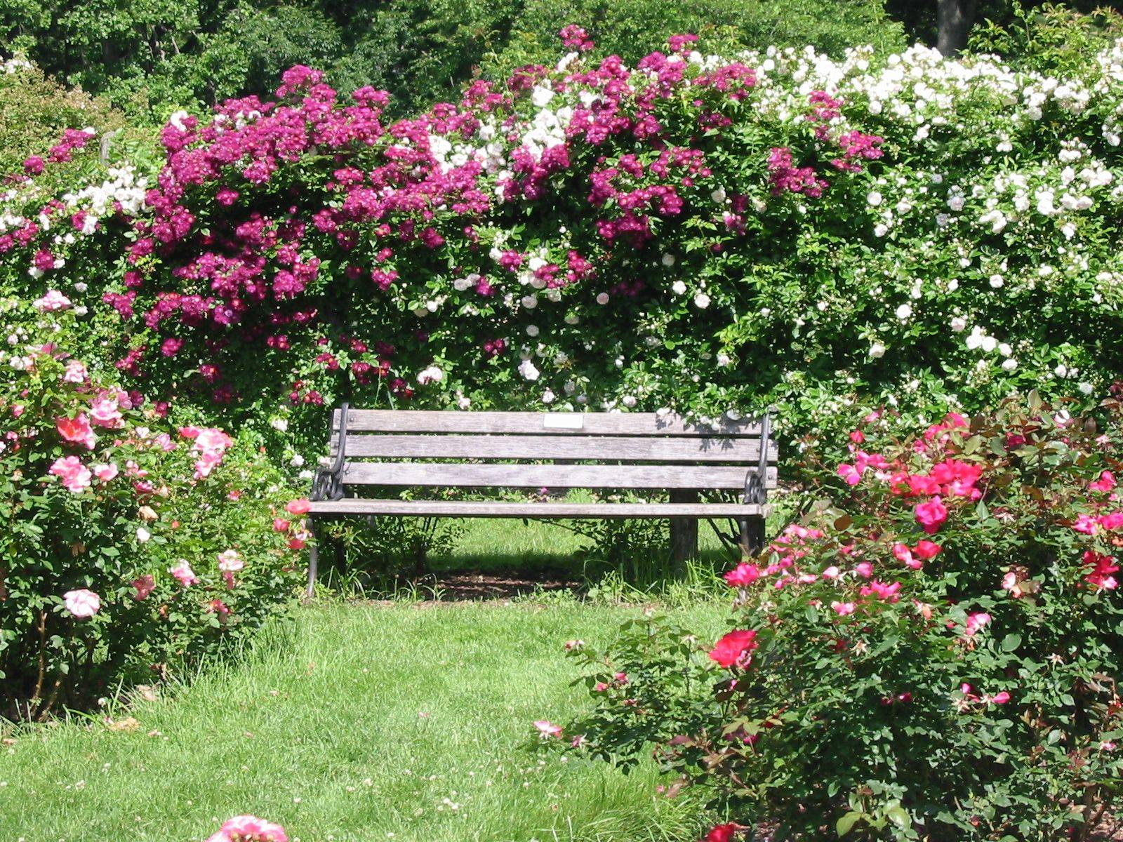 Mahogany Augusta Bench