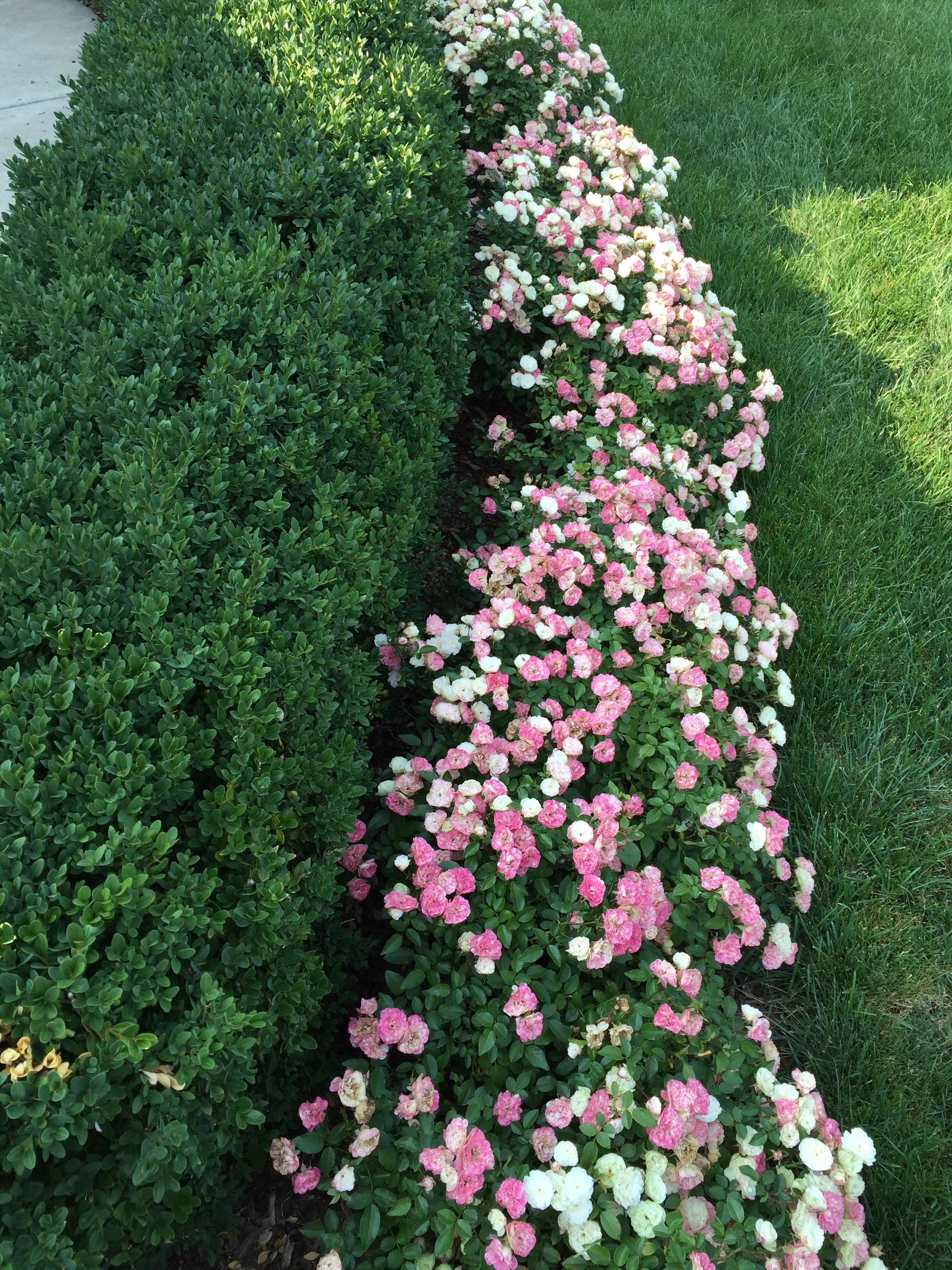 Beautiful Garden Ideas