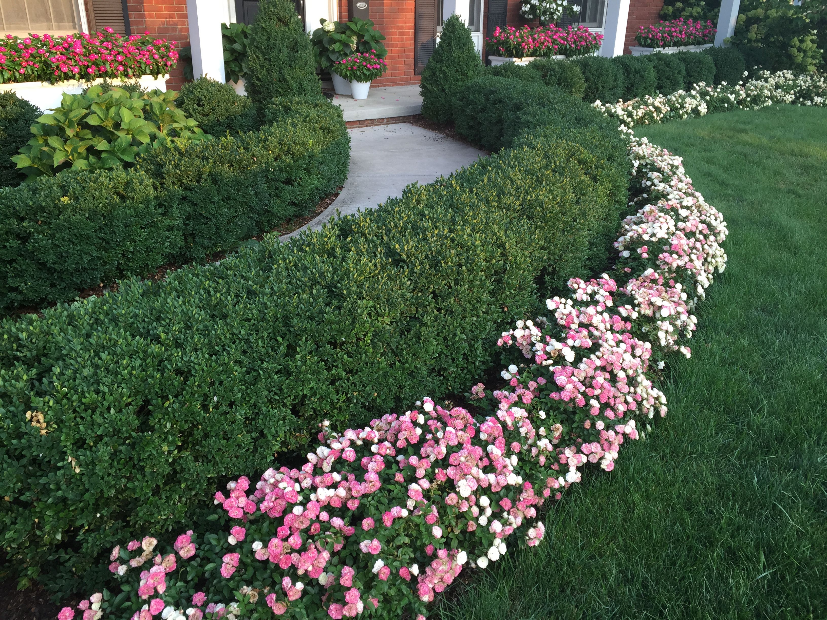 Perfect Green Velvet Boxwoods