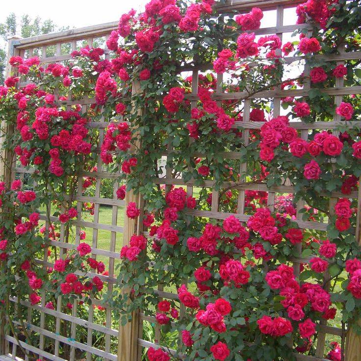 Rose Garden Landscaping Beauty Front Garden