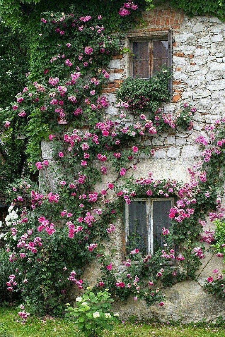Climbing Roses