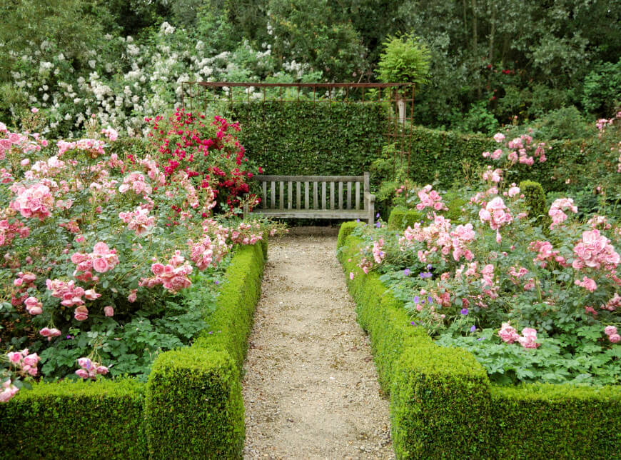Wall Climbing Plants Ideas
