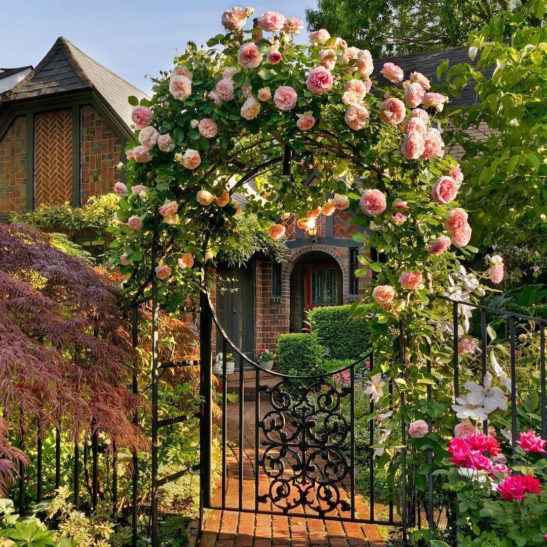 Wall Climbing Plants