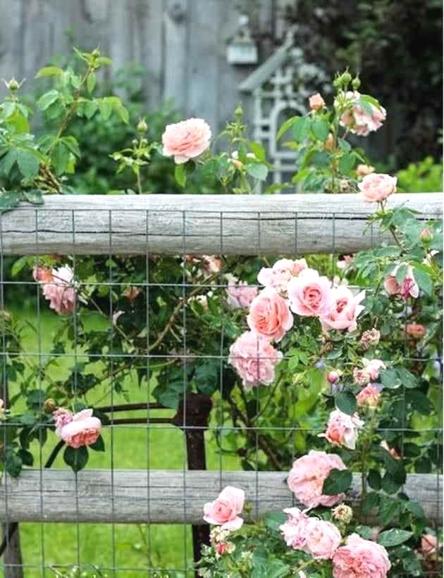 The Charming And Romantic Beauty