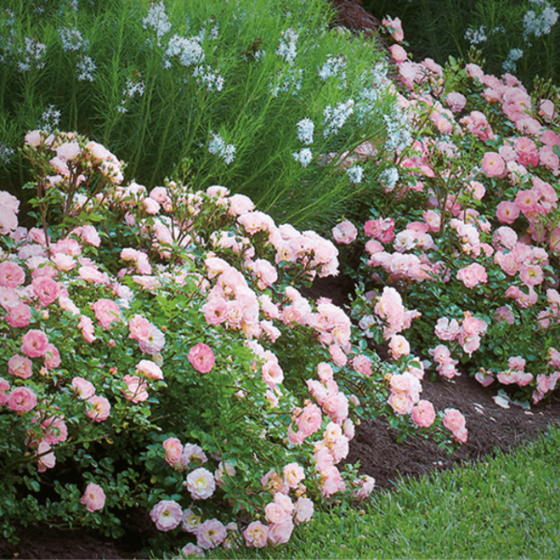 Knockout Roses