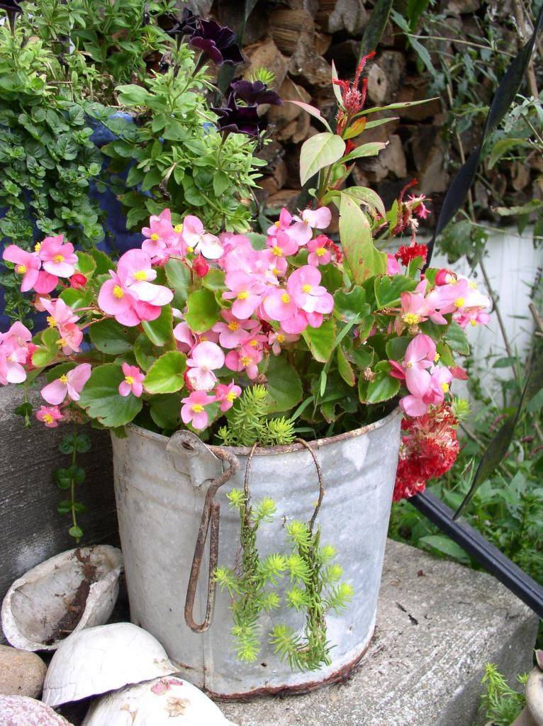 Jackies Garden