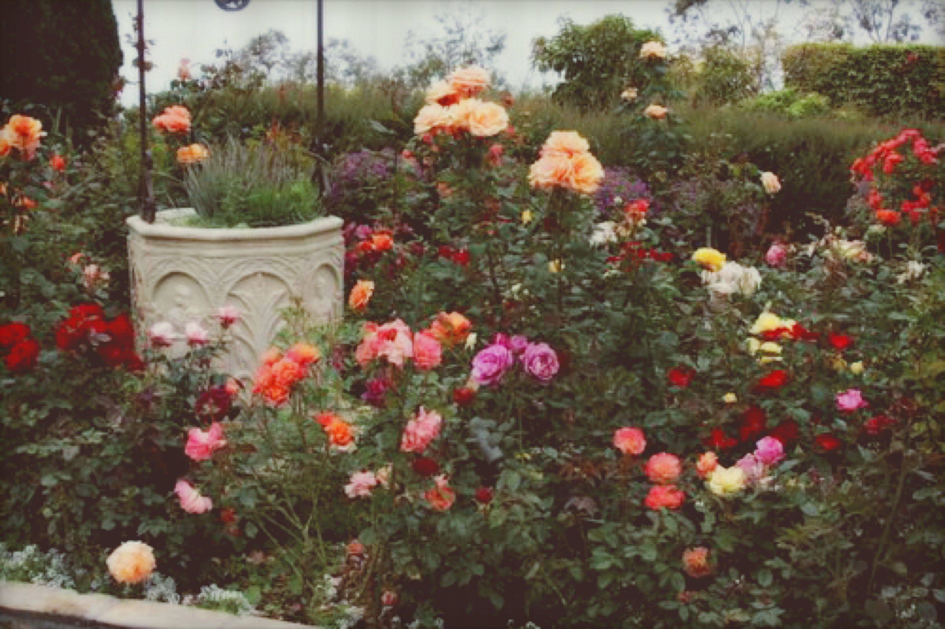 The Garden Rose Garden Landscape