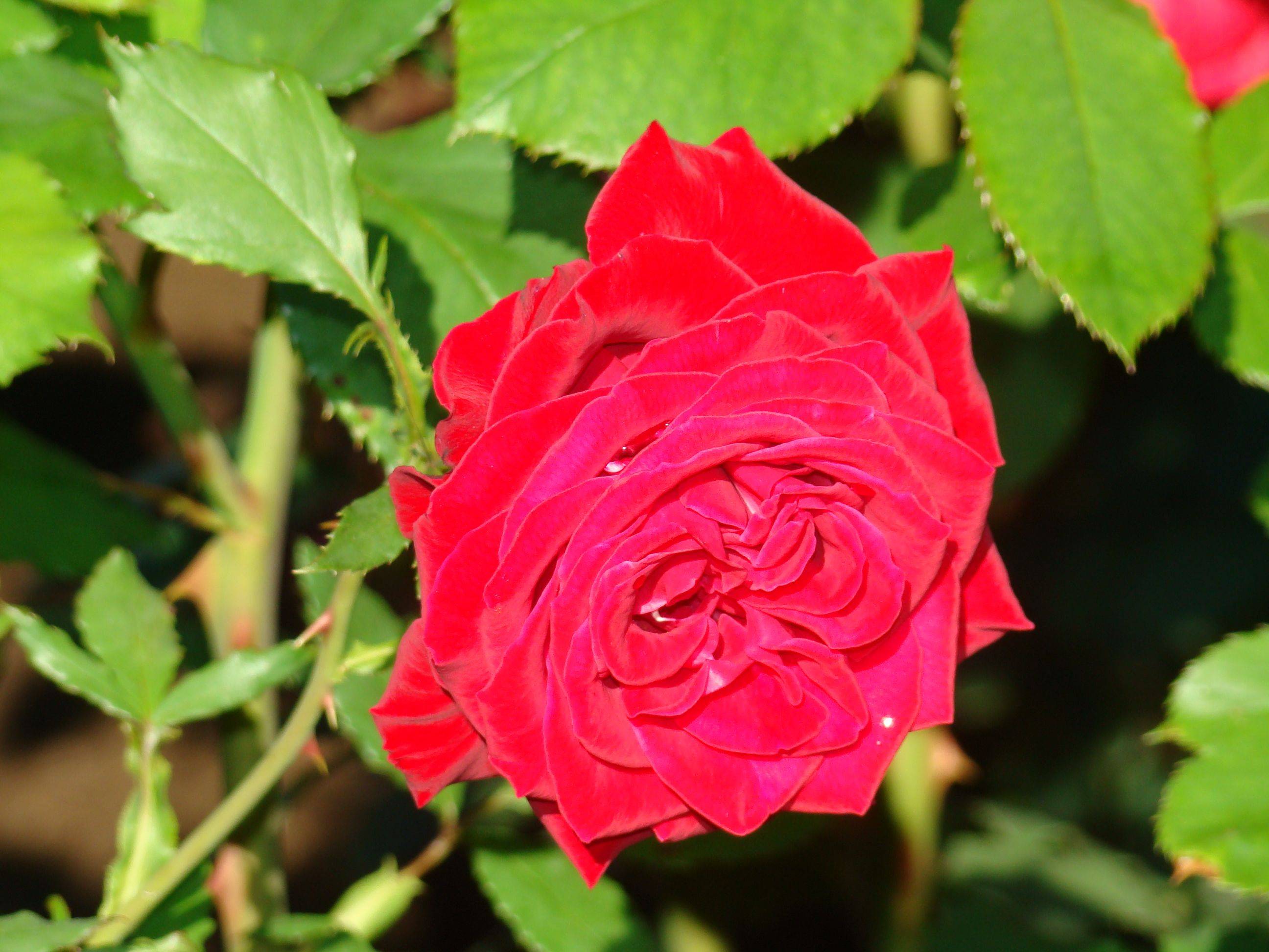 Kennedy Rose Garden