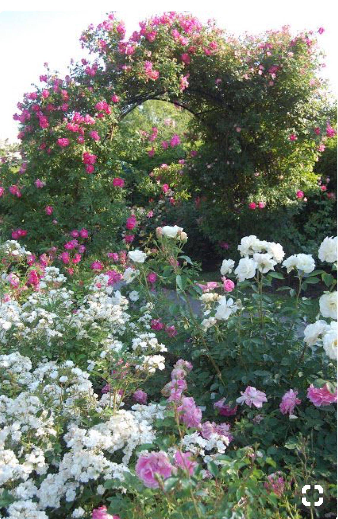 Rose Garden Design