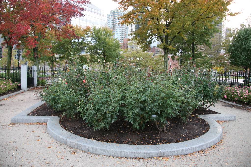 Garden Ideas