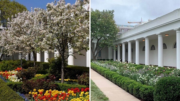 Melania Trumps New Rose Garden Design