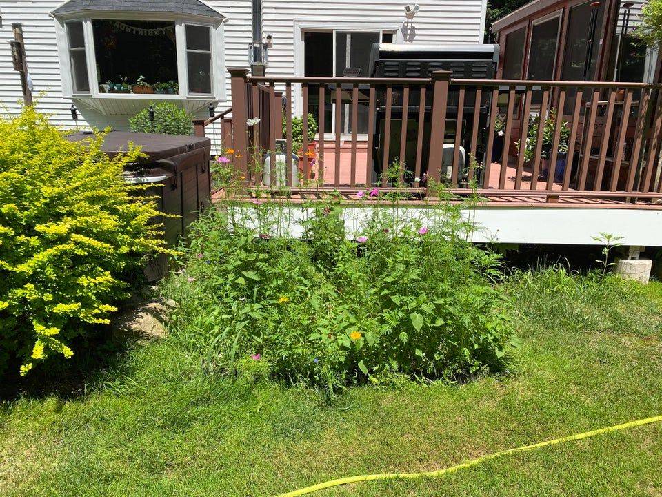 Backyard Before And Afters To Inspire Backyard Rose Garden Rose