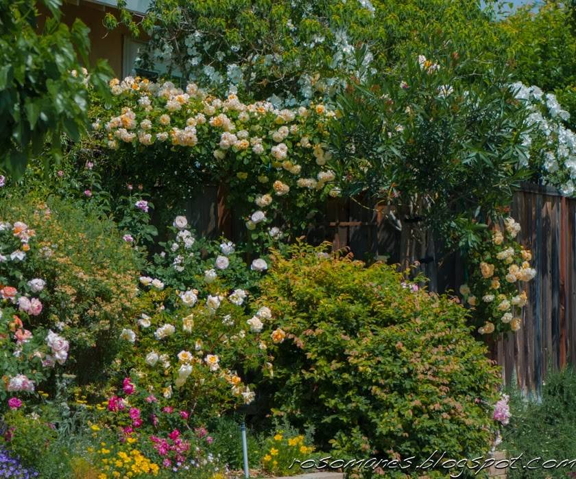 Gorgeous Rose Garden Ideas Photo Inspiration Garden Tabs