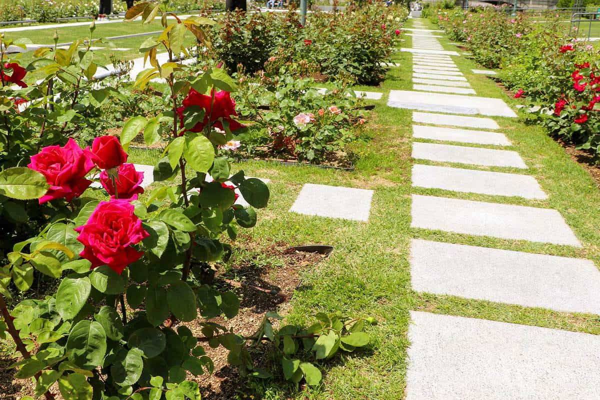 Gorgeous Rose Garden Ideas Photo Inspiration Garden Tabs