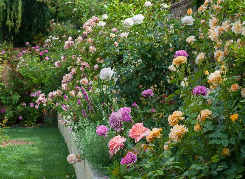 Amazing Rose Garden Design Ideas Rose Garden Design Small Rose