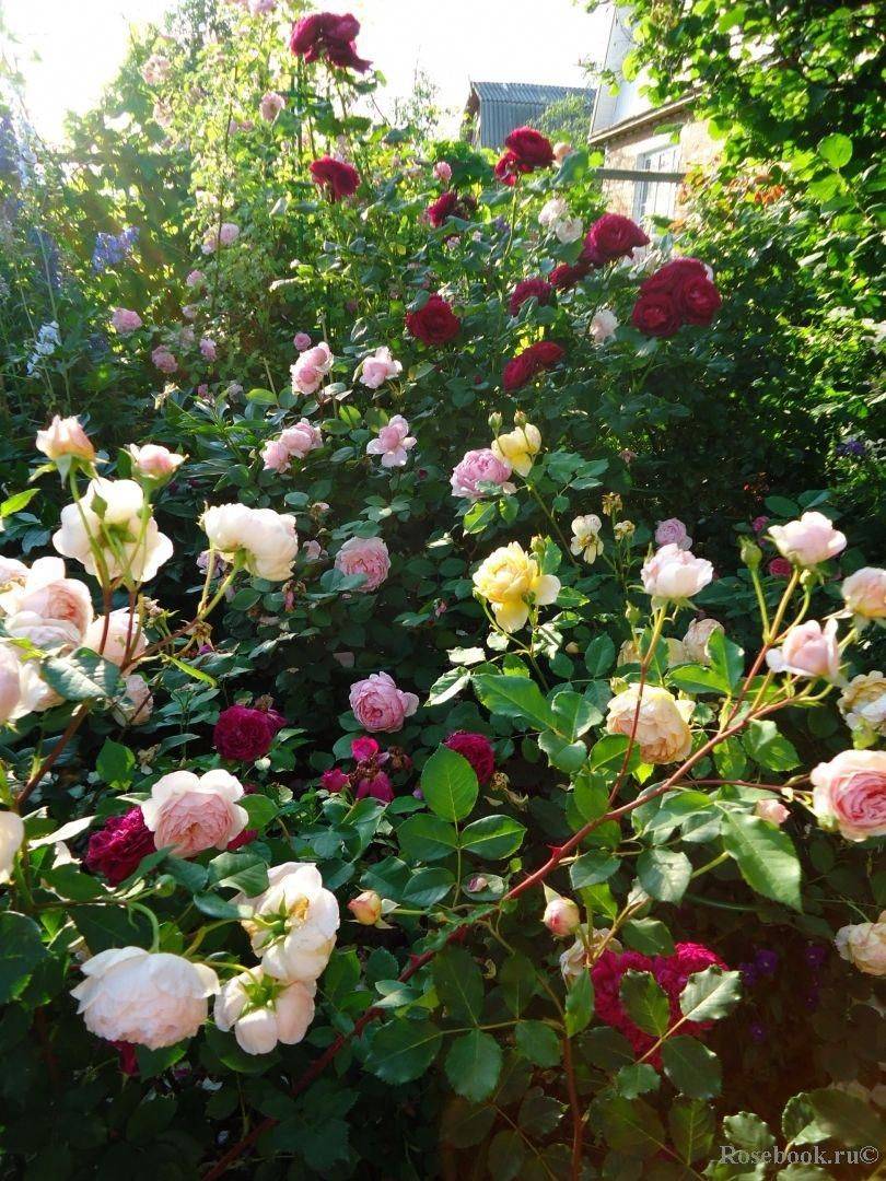 How To Start Rose Garden Wedding Ideas You Have Never Seen Before