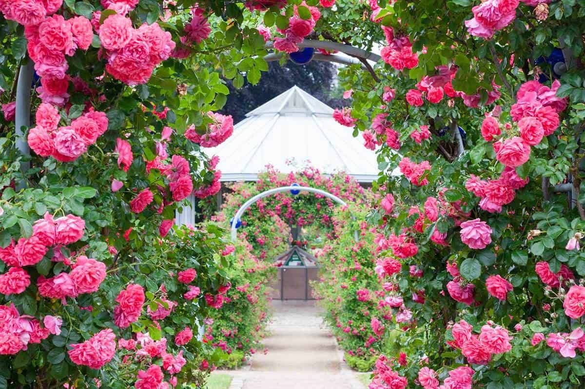Makeover Garden Transformation Roses