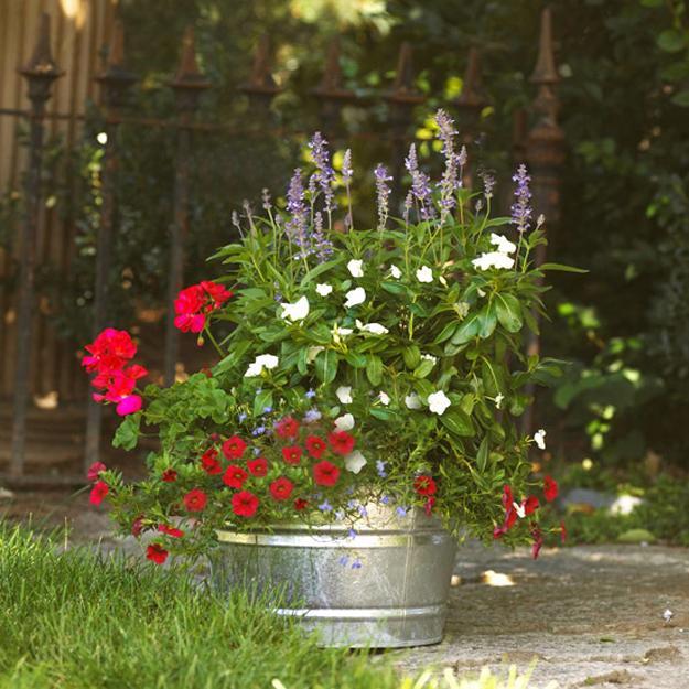 Stylish Climbing Roses House Ideas White Climbing Roses