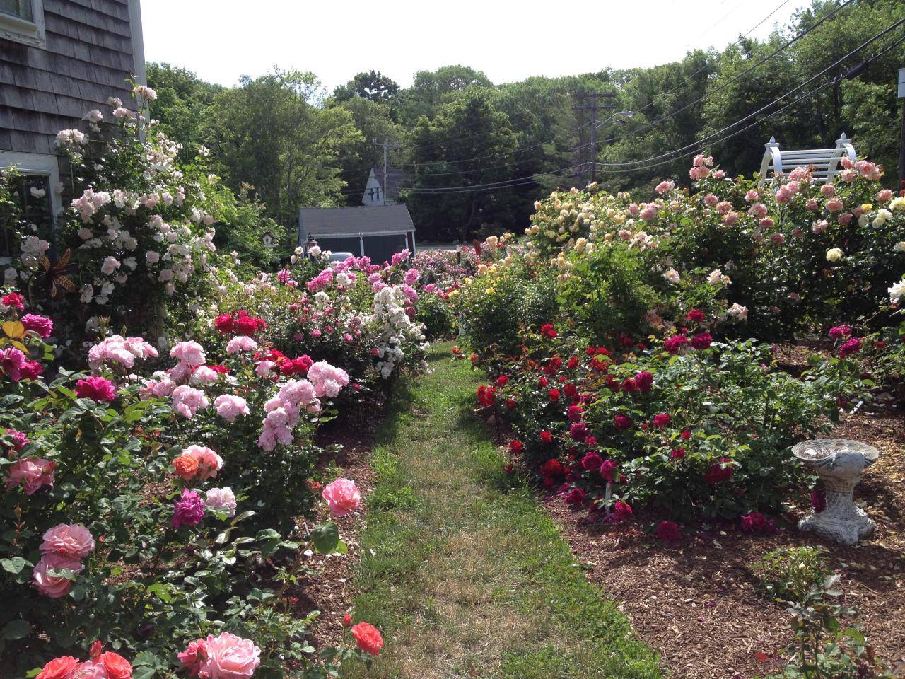 Small Rose Garden Design Ideas