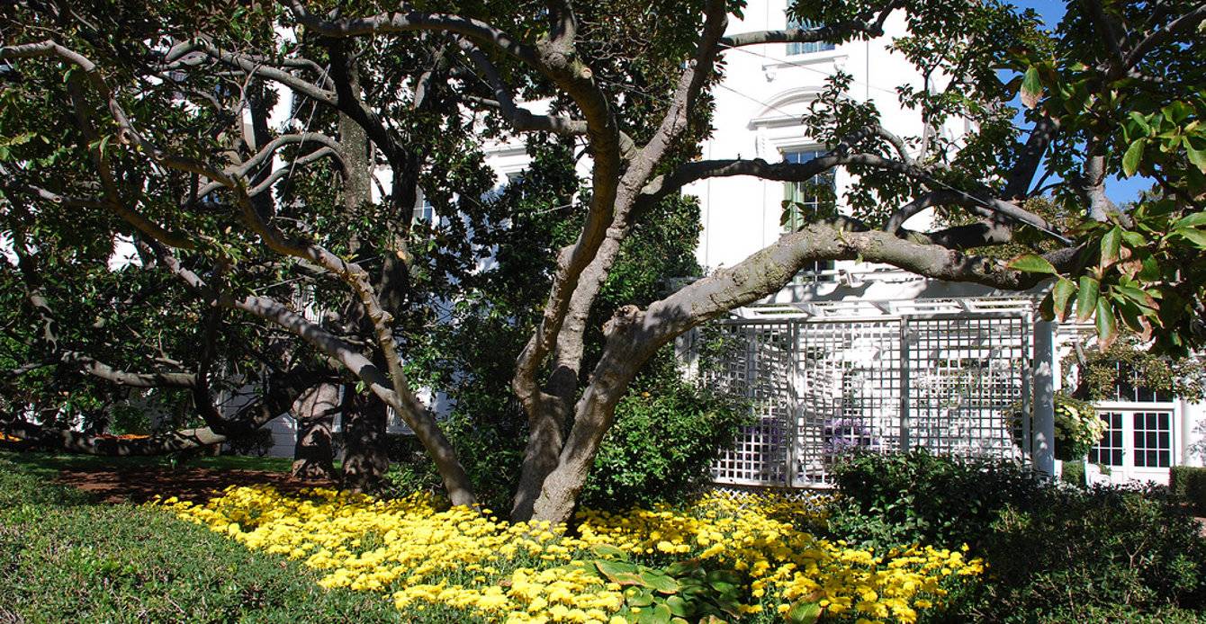 The Jacqueline Kennedy Garden