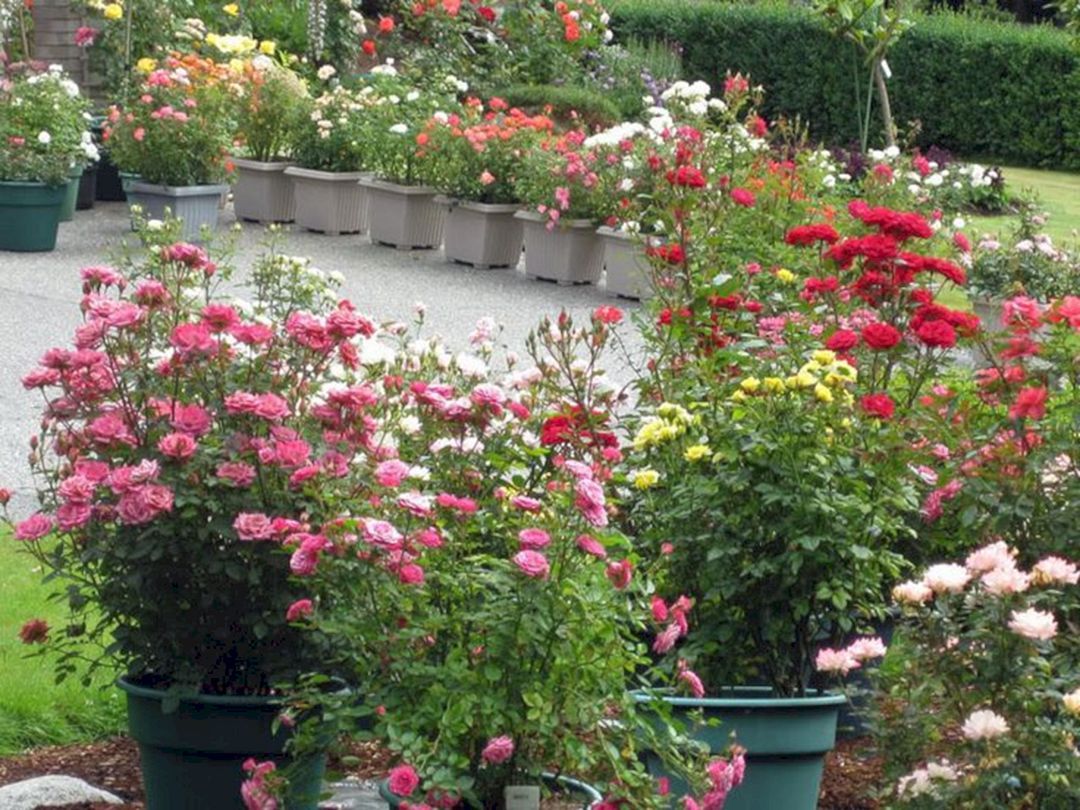 Beautiful Garden Flower Beds Home Design And Architecture Rose