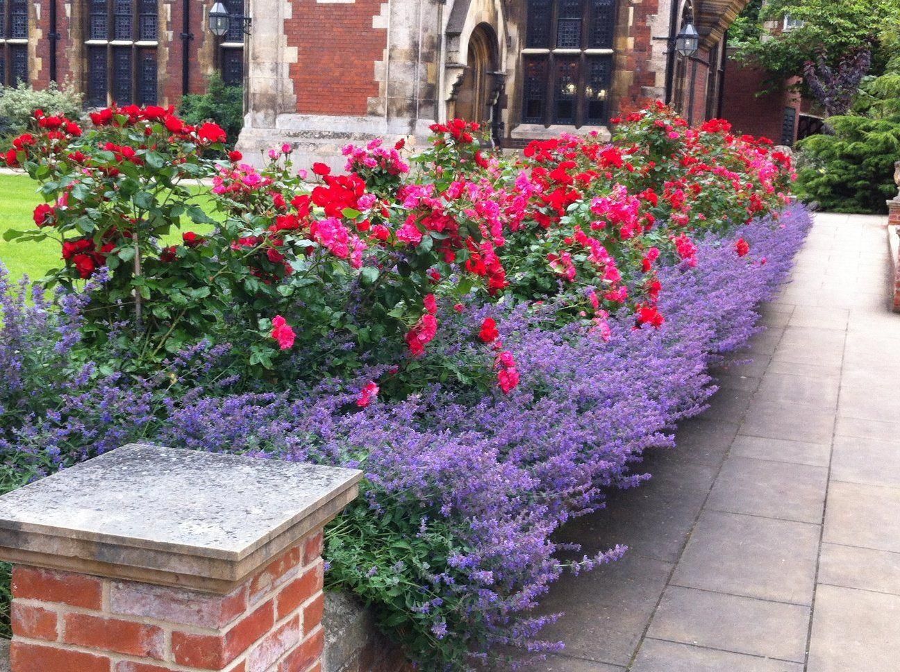 English Rose Garden