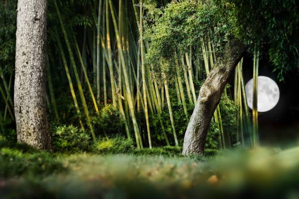 Awesome Bamboo Garden Design