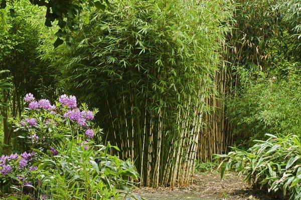 Bamboo Garden