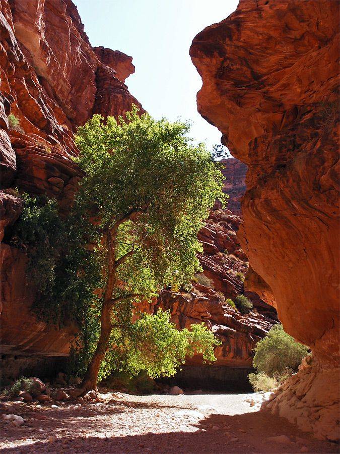 Grand Canyon Indian Gardens Campground