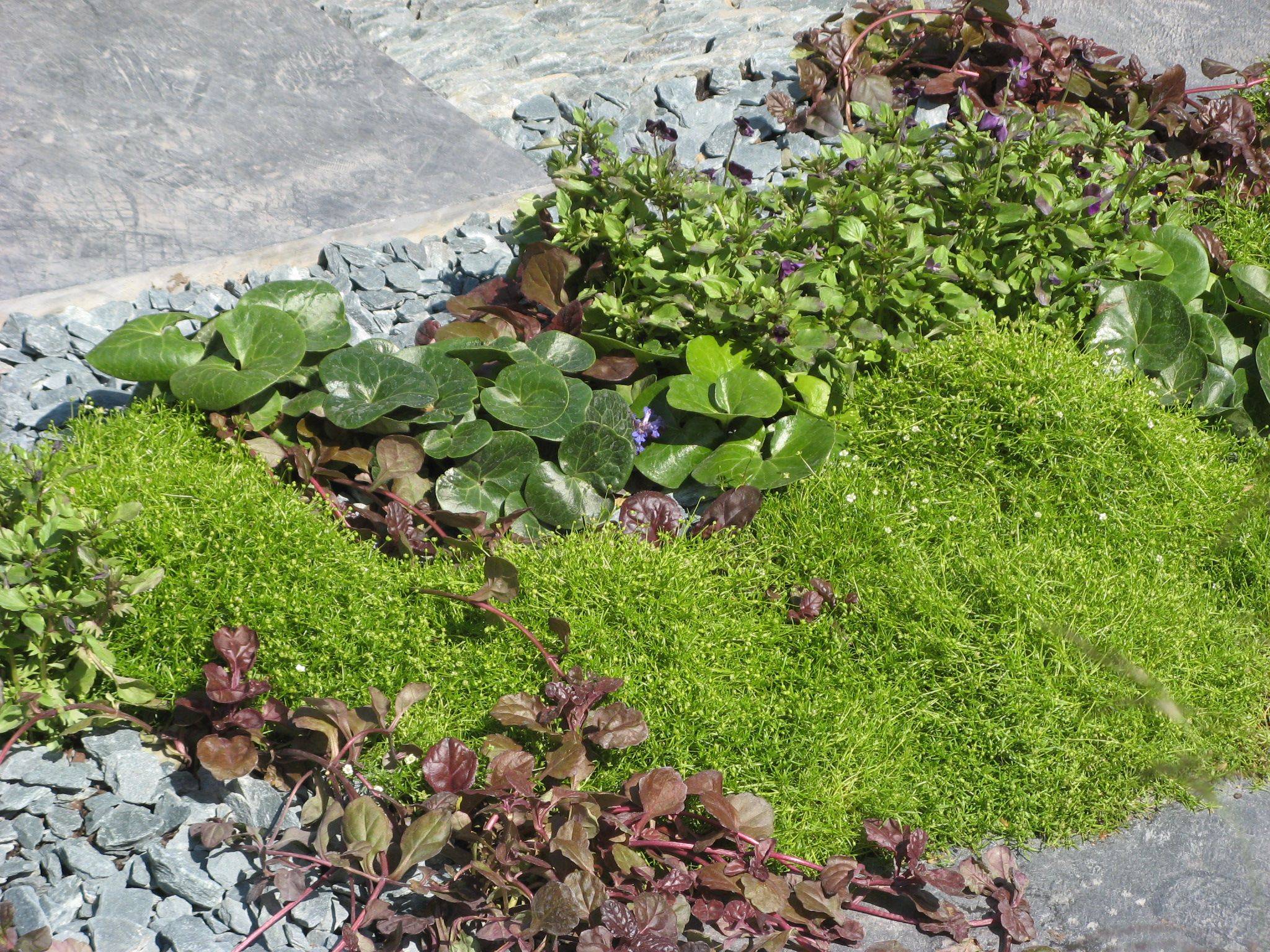 Growing Moss