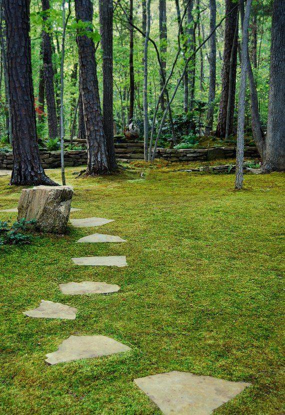 Irish Moss Ground Cover Seeds Sagina Subulata