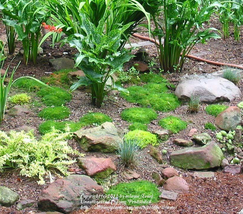 Miniature Garden