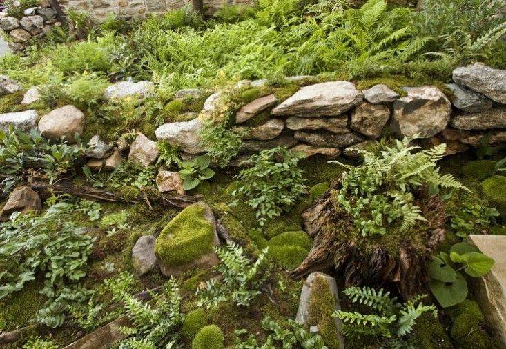 The Irish Moss