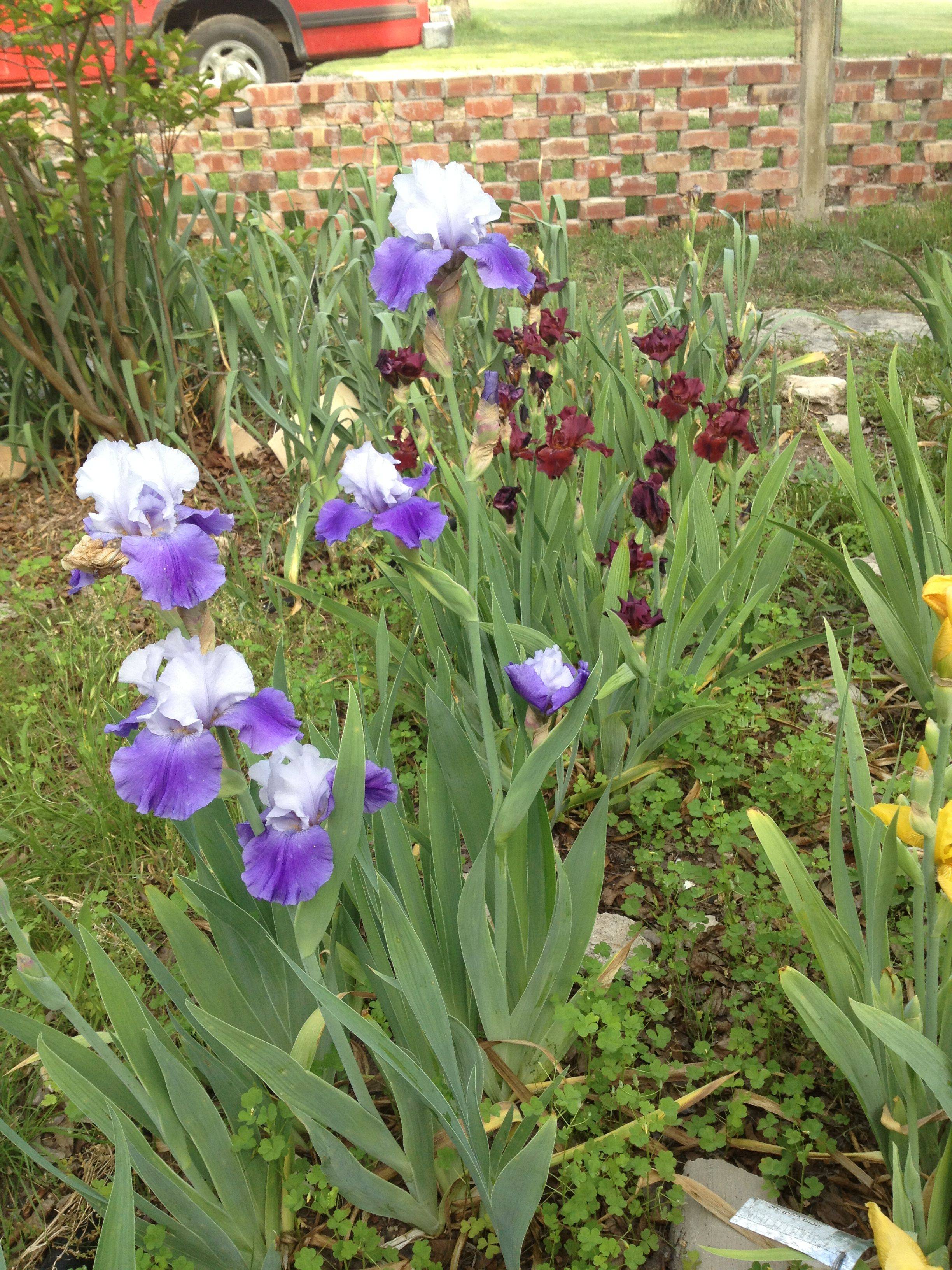 And Beautiful Iris Garden Ideas