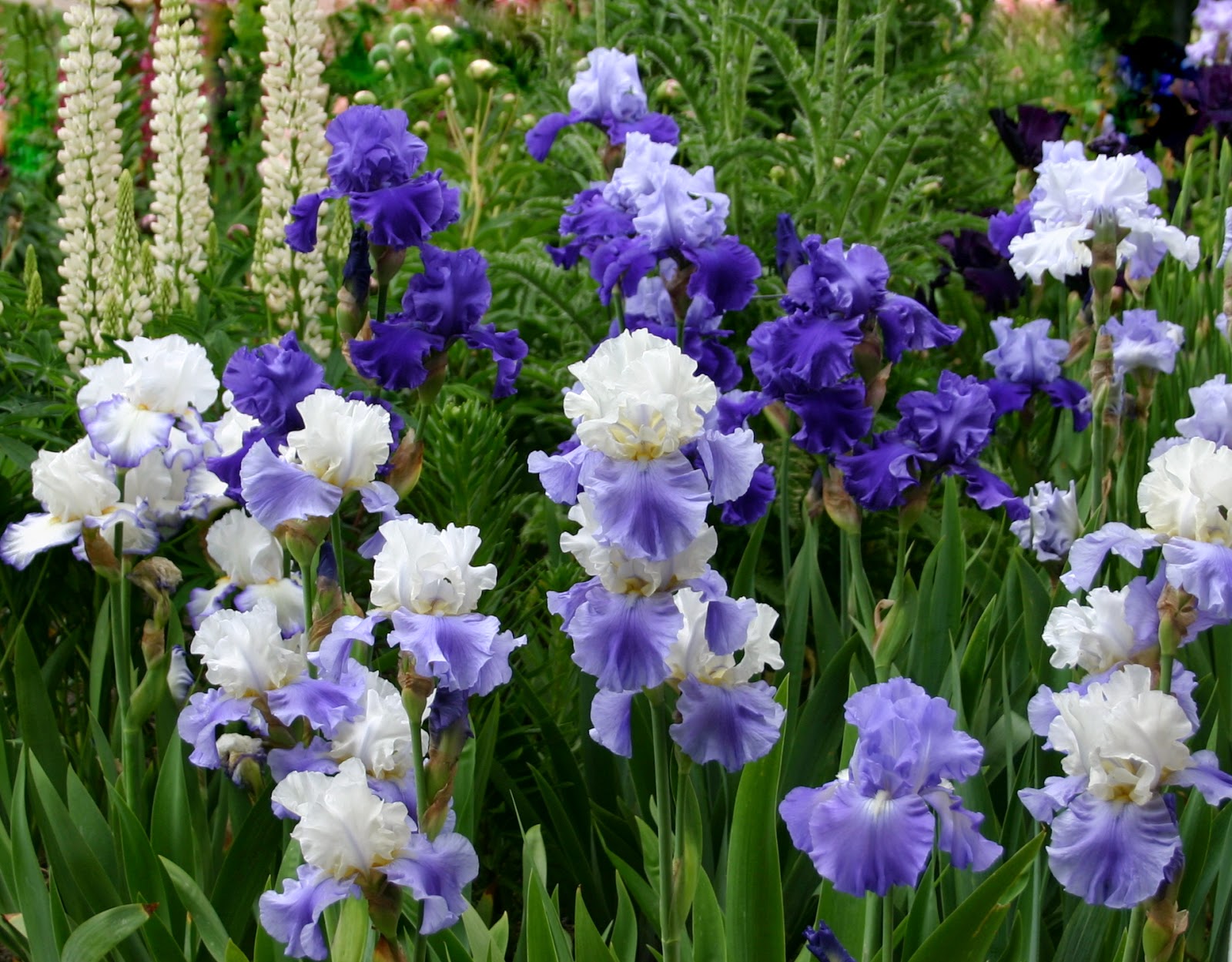 Drought Tolerant Perennials